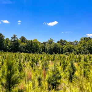 Photo #31 of Off of Spring Church Road, Skippers, VA 43.0 acres