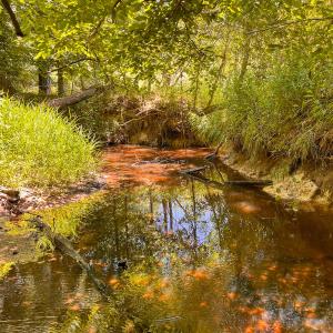 Photo #35 of Off of Spring Church Road, Skippers, VA 43.0 acres
