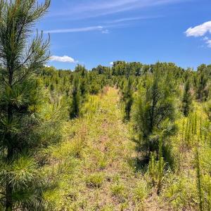 Photo #36 of Off of Spring Church Road, Skippers, VA 43.0 acres