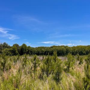 Photo #38 of Off of Spring Church Road, Skippers, VA 43.0 acres