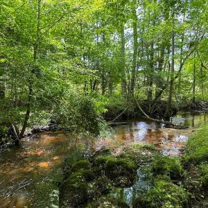 Photo #15 of Off of Moore's Ferry Road, Skippers, VA 145.0 acres
