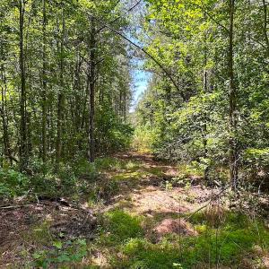 Photo #36 of Off of Moore's Ferry Road, Skippers, VA 145.0 acres