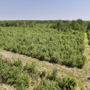 Photo #12 of Lot 20 Guinea Mill Rd, Ernul, NC 34.9 acres