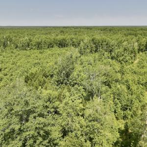 Photo #13 of Lot 20 Guinea Mill Rd, Ernul, NC 34.9 acres