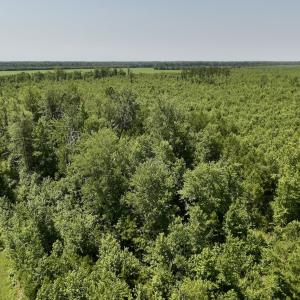 Photo #16 of Lot 20 Guinea Mill Rd, Ernul, NC 34.9 acres