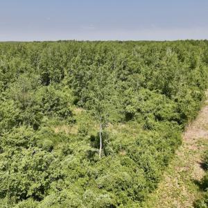 Photo #17 of Lot 20 Guinea Mill Rd, Ernul, NC 34.9 acres