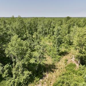 Photo #18 of Lot 20 Guinea Mill Rd, Ernul, NC 34.9 acres