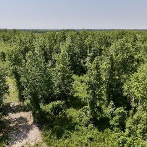 Photo #19 of Lot 20 Guinea Mill Rd, Ernul, NC 34.9 acres