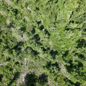 Photo #20 of Lot 20 Guinea Mill Rd, Ernul, NC 34.9 acres