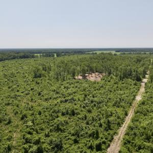 Photo #2 of Lot 20 Guinea Mill Rd, Ernul, NC 34.9 acres