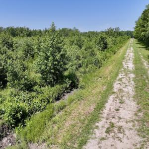 Photo #25 of Lot 20 Guinea Mill Rd, Ernul, NC 34.9 acres