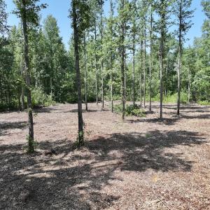 Photo #28 of Lot 20 Guinea Mill Rd, Ernul, NC 34.9 acres