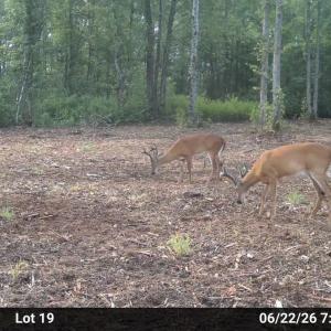Photo #4 of Lot 20 Guinea Mill Rd, Ernul, NC 34.9 acres