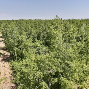 Photo #10 of Lot 20 Guinea Mill Rd, Ernul, NC 34.9 acres