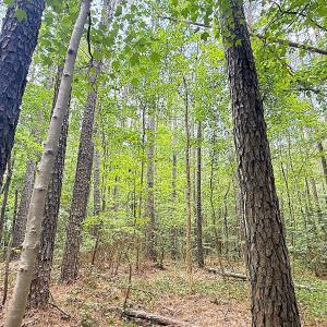 Photo #17 of Off Colonial Trail West, Spring Grove, VA 47.0 acres