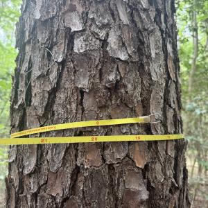 Photo #18 of Off Colonial Trail West, Spring Grove, VA 47.0 acres