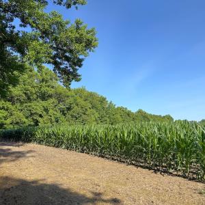Photo #6 of Off Colonial Trail West, Spring Grove, VA 47.0 acres