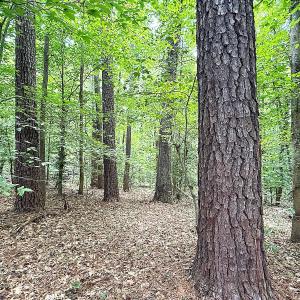 Photo #8 of Off Colonial Trail West, Spring Grove, VA 47.0 acres