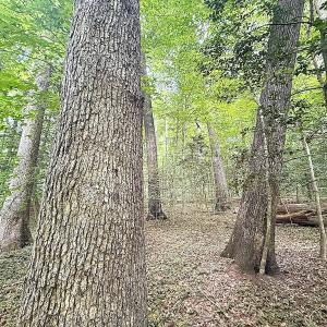 Photo #9 of Off Colonial Trail West, Spring Grove, VA 47.0 acres