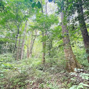 Photo #12 of Off Colonial Trail West, Spring Grove, VA 47.0 acres