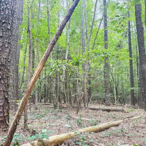Photo #23 of Off Colonial Trail West, Spring Grove, VA 47.0 acres