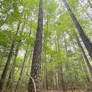 Photo #24 of Off Colonial Trail West, Spring Grove, VA 47.0 acres
