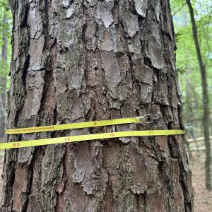 Photo #25 of Off Colonial Trail West, Spring Grove, VA 47.0 acres