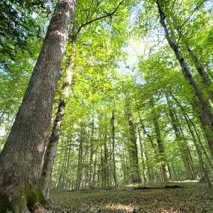 Photo #30 of Off Colonial Trail West, Spring Grove, VA 47.0 acres