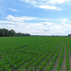 Photo #15 of 96 White Marsh Rd, Elberon, VA 96.3 acres