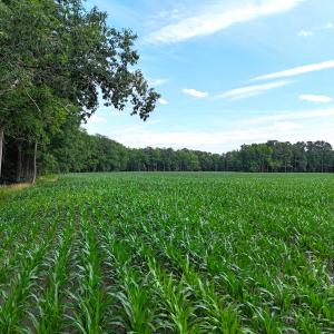 Photo #16 of 96 White Marsh Rd, Elberon, VA 96.3 acres