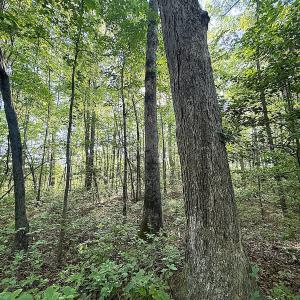 Photo #18 of 96 White Marsh Rd, Elberon, VA 96.3 acres