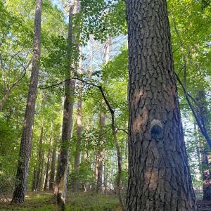 Photo #19 of 96 White Marsh Rd, Elberon, VA 96.3 acres