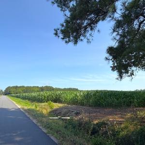Photo #6 of 96 White Marsh Rd, Elberon, VA 96.3 acres