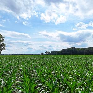 Photo #8 of 96 White Marsh Rd, Elberon, VA 96.3 acres