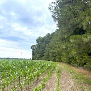 Photo #28 of 96 White Marsh Rd, Elberon, VA 96.3 acres