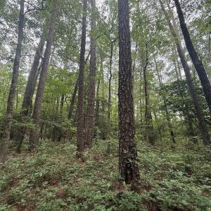 Photo #30 of 96 White Marsh Rd, Elberon, VA 96.3 acres