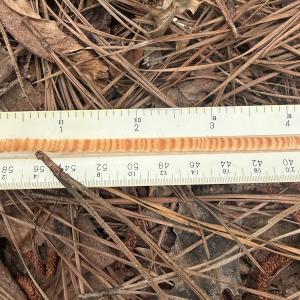 Photo #32 of 96 White Marsh Rd, Elberon, VA 96.3 acres