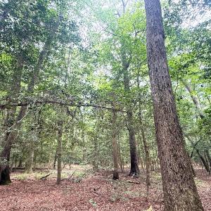 Photo #33 of 96 White Marsh Rd, Elberon, VA 96.3 acres