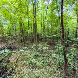 Photo #7 of Off of Park Springs Road, Ruffin, NC 7.2 acres
