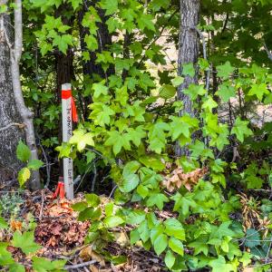 Photo #20 of Off of Park Springs Road, Ruffin, NC 7.2 acres