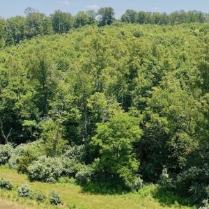 Photo #7 of 2754 Horseshoe Bend Rd, Moneta, VA 111.2 acres