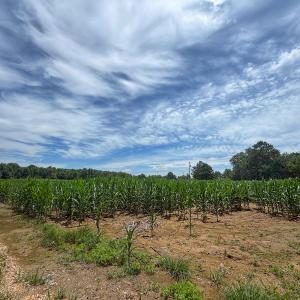 Photo #17 of 1.45 ac Off Titan Roberts Rd, Erwin, NC 1.5 acres
