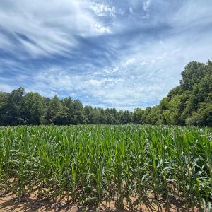 Photo #20 of 1.45 ac Off Titan Roberts Rd, Erwin, NC 1.5 acres