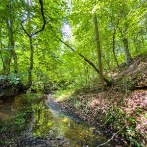 Photo #3 of Off of Park Springs Road, Ruffin, NC 49.4 acres