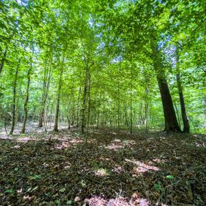 Photo #6 of Off of Park Springs Road, Ruffin, NC 49.4 acres