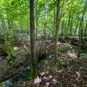 Photo #14 of Off of Park Springs Road, Ruffin, NC 49.4 acres