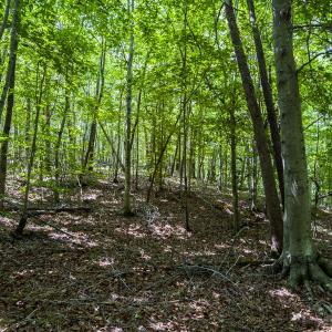 Photo #23 of Off of Park Springs Road, Ruffin, NC 49.4 acres