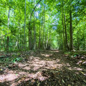 Photo #35 of Off of Park Springs Road, Ruffin, NC 49.4 acres
