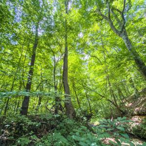 Photo #38 of Off of Park Springs Road, Ruffin, NC 49.4 acres
