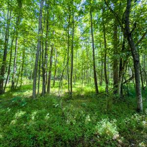 Photo #40 of Off of Park Springs Road, Ruffin, NC 49.4 acres